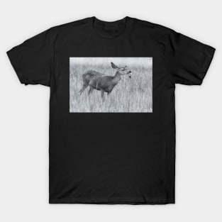 Mule Deer in bw T-Shirt